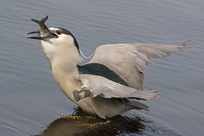 BCNHeron spreads wings to swallow fish.jpg