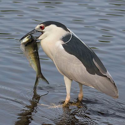BCNHeron with big fish.jpg