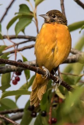Juvenile Baltimore Oriole poses on tree.jpg