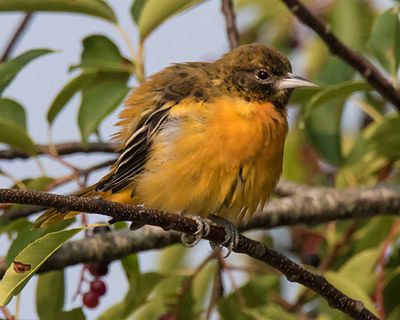 Juvenile Baltimore Oriole in August.jpg