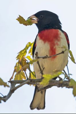 RB Grosbeak with a leaf.jpg