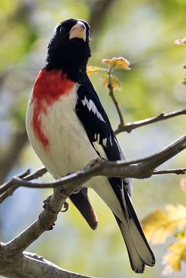 RB Grosbeak looks up.jpg