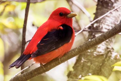 Scarlet Tanager poses.jpg