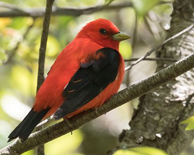Scarlet Tanager poses2.jpg