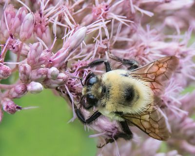 Bee on pink flowers.jpg
