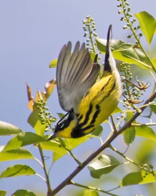 Magnolia Warbler flying off the tree.jpg