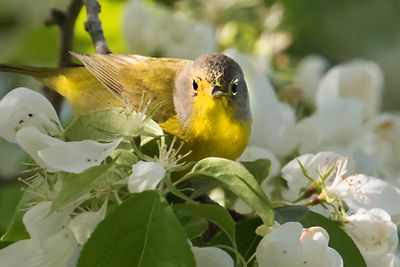 Nashville warbler stares among flowers.jpg