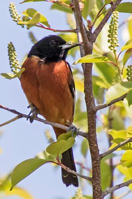 Orchard Oriole poses after eating.jpg