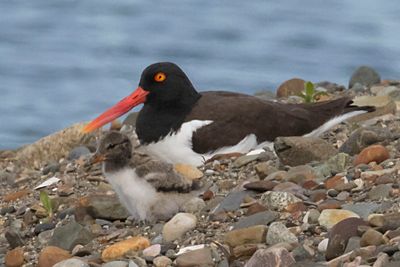 Oystercatcher and mom sit together by water.jpg