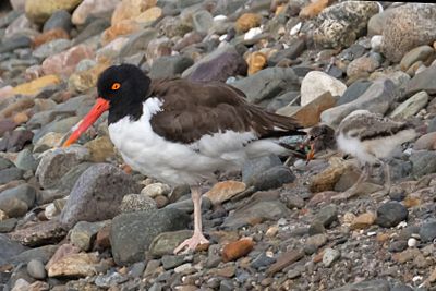 Oystercatcher baby yells behind mom.jpg