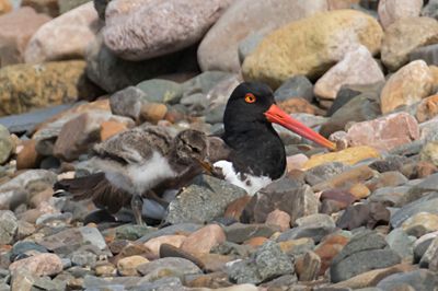 Oystercatcher baby by mom's side.jpg
