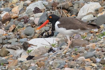 Oystercatcher baby eating worm as mom watches.jpg
