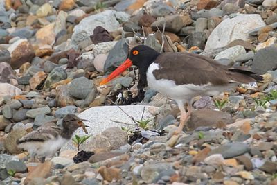 Oystercatcher baby eating worm as mom watches2.jpg