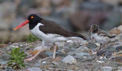 Oystercatcher baby follows mom on rocks.jpg