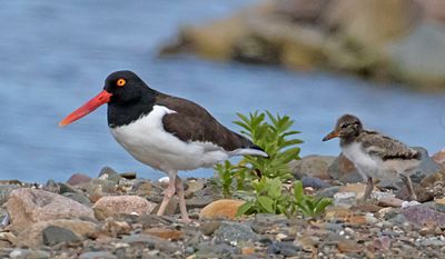Oystercatcher baby follows mom towards water.jpg