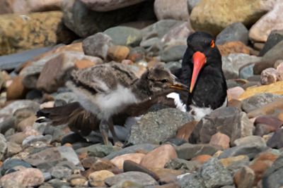 Oystercatcher baby pecks at mom's beak.jpg