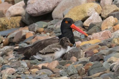 Oystercatcher baby stands by mom's side.jpg