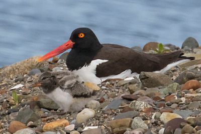 Oystercatcher baby stretches by mom's side.jpg
