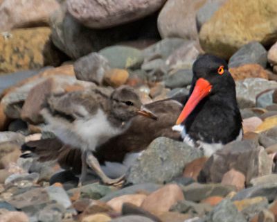 Oystercatcher baby walks up to mom.jpg