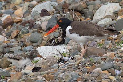 Oystercatcher eating worm as mom watches3.jpg