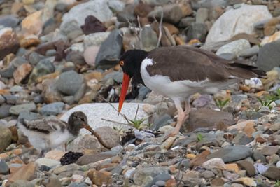 Oystercatcher just gave worm to baby.jpg
