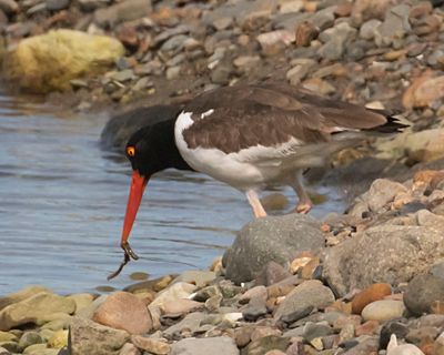 Oystercatcher mom gets worm from water.jpg