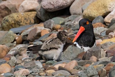 Oystercatcher mom looks at baby by her side.jpg