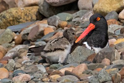 Oystercatcher mom looks lovingly at baby.jpg