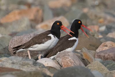 Oystercatcher pair yell in display.jpg