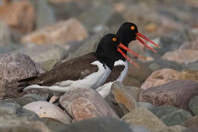Oystercatcher pair yell together in rocks.jpg