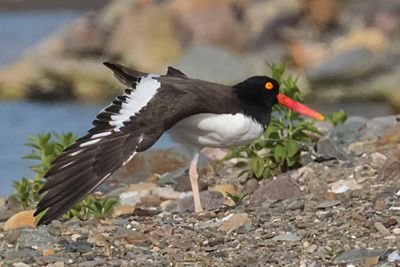 Oystercatcher stretches by water.jpg