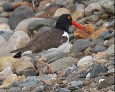 Oystercatcher walks in rocks with worm.jpg