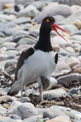 Oystercatcher yells, stands up, baby about to fall out.jpg
