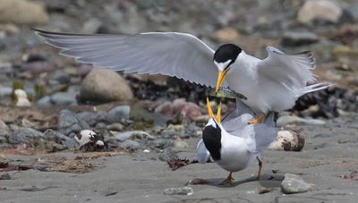 Least Tern about to give fish to female while mating.jpg