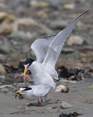 Least Tern fem about to leave with fish as male mating.jpg