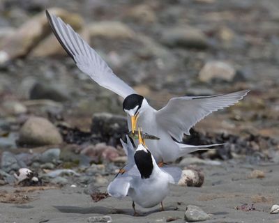 Least Tern gives fish to female while mating.jpg