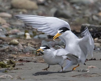 Least Tern gets off mate as she runs with fish.jpg