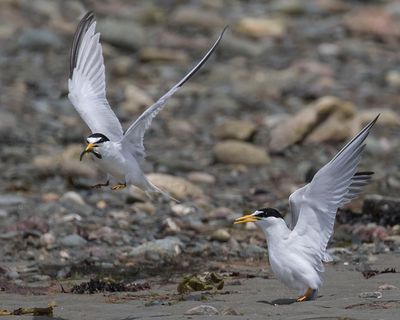 Least Tern fem flies off with fish after mating.jpg