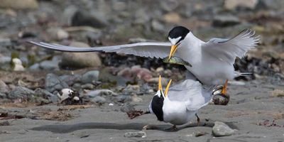 Least Tern with fish about to mate with female.jpg