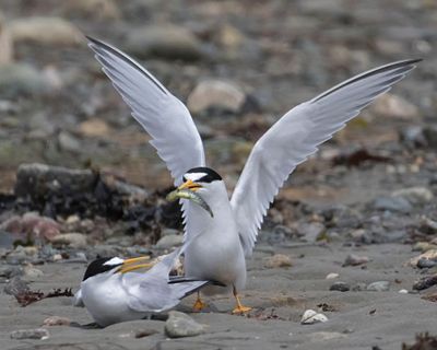 Least Tern with fish spreads wings off mate.jpg