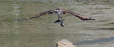 Osprey catches 2 fish.jpg