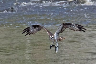 Osprey catches 2 fish2.jpg