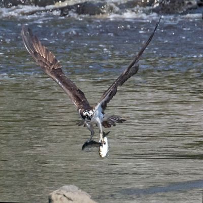 Osprey catches 2 fish3.jpg