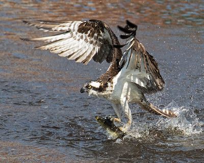 Osprey lifts fish out of water.jpg