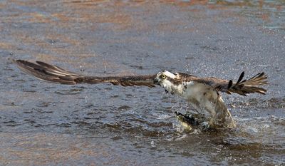 Osprey flying up from water with fish2.jpg