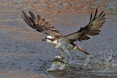 Osprey lifting up from water with fish3.jpg