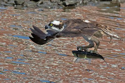 Osprey flies low over river with fish.jpg