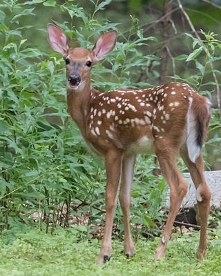 Fawn looks up w mouth open.jpg