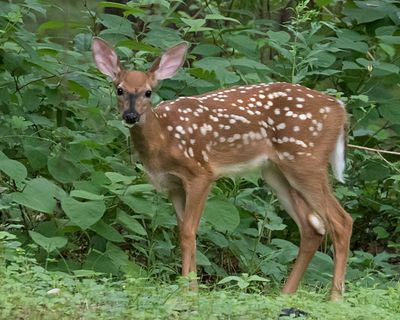 Fawn stares.jpg