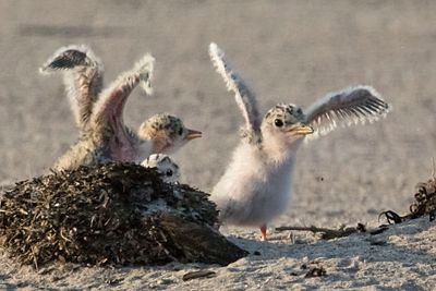 Least Tern babies excited.jpg